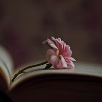 Rose dans un vieux livre de poésie