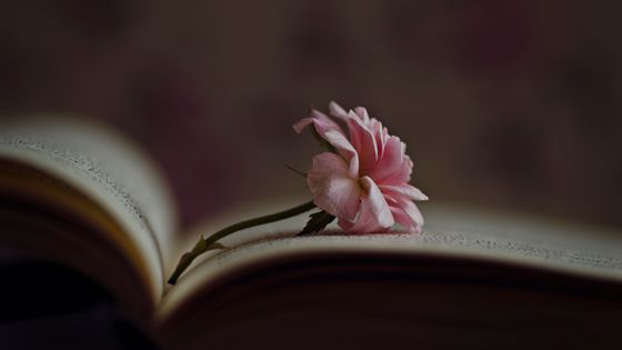 Rose dans un vieux livre de poésie ©Getty - Alicia Llop