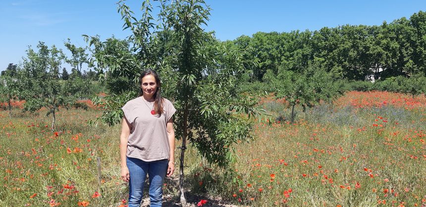 Agnès Benoît dans son verger pilote d’amandes bio à Saint-Rémy-de-Provence.