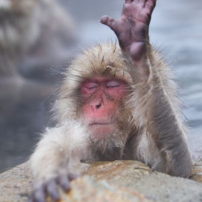 Un singe des neiges. "Moi, je dis stop à la violence !"