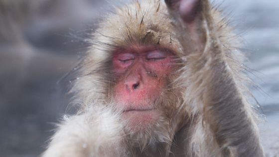 Un singe des neiges. "Moi, je dis stop à la violence !" ©Getty - Mochida 1970