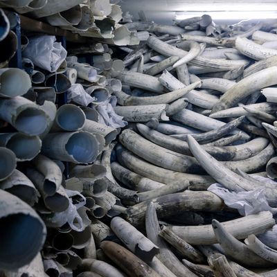 Le stock d'ivoire du Zimbabwe, 163.000 tonnes entreposées dans des chambres fortes