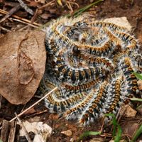 Des chenilles processionnaires en mars 2016