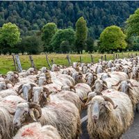 Parc National des Pyrénées, vallée d'Ossau, transhumance sur le plateau du Benou
