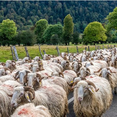 Parc National des Pyrénées, vallée d'Ossau, transhumance sur le plateau du Benou
