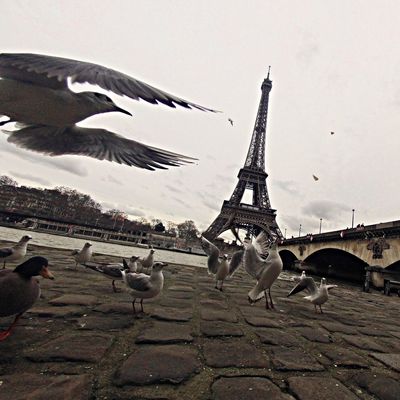 L’urbanisation affecte l’environnement et les animaux qui vivent en milieux urbains.