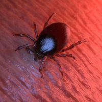 Plus de 14 % de la population mondiale aurait déjà contracté la maladie de Lyme (image d'illustration)
