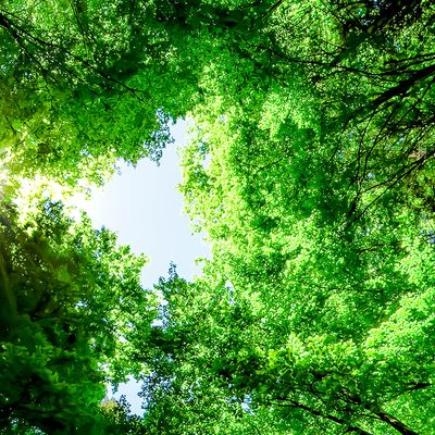 Penser l'écologie avec l'Obs