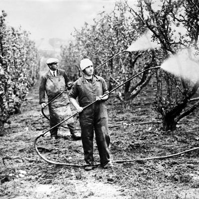 Des jardiniers arrosent des arbres fruitiers avec de l'arsenic pour éviter les parasites, en Normandie, le 10 mai 1930.