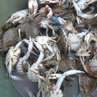 Le crabe bleu prolifère dans l'étang de Canet/Saint-Nazaire (Pyrénées-Orientales), à tel point que les pêcheurs ne trouvent plus d'anguilles.
