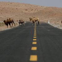 Des chameaux dans le désert de Gobi