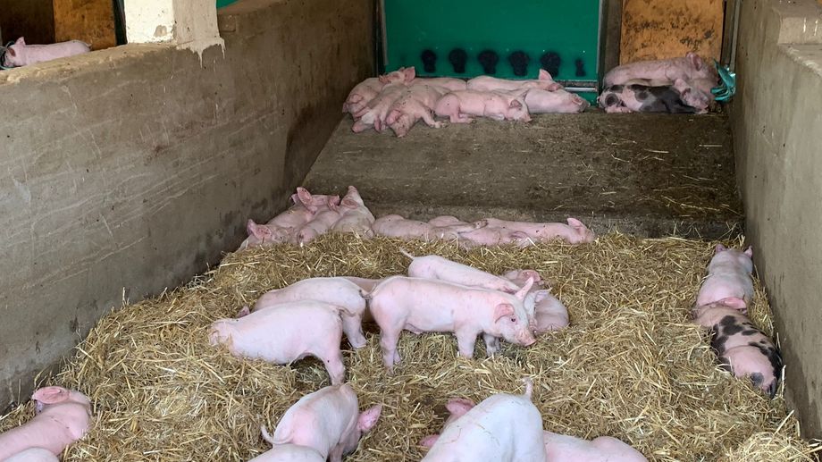 VIDEO - Les cochons ne sont pas sales, ils se roulent dans la boue pour se prot�ger de la chaleur