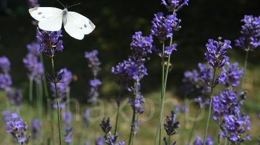 Une grenade au phosphore retrouvée dans un jardin près de Bayeux