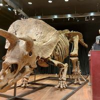 Big John, tricératops vendu à Drouot en octobre par le commissaire-priseur Alexandre Giquello