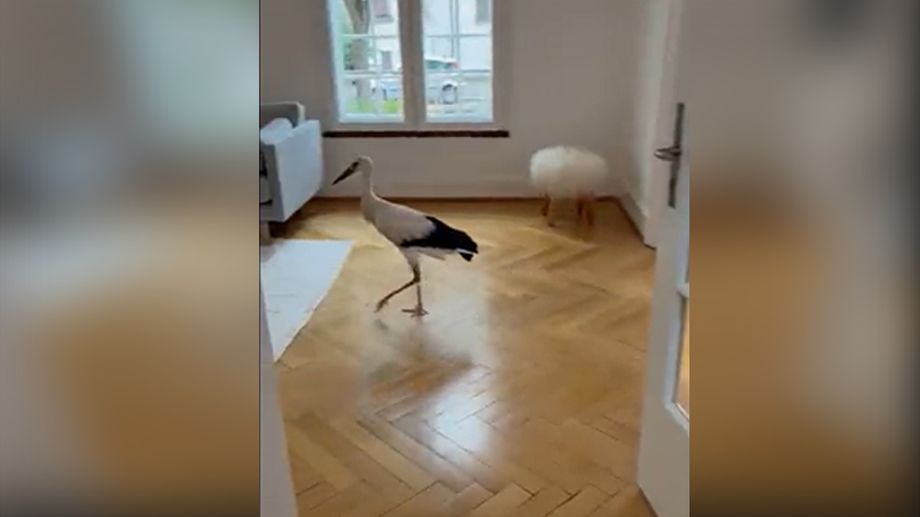 Insolite : � Strasbourg, une cigogne se prom�ne dans un salon !