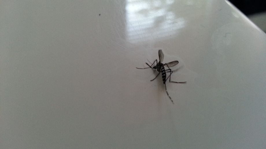 Un cas de dengue � N�mes, une op�ration de d�moustication dans la nuit de jeudi � vendredi