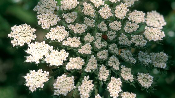 Ombelles de fleurs dans le maquis corse. ©AFP - Françoise Lemarchand / Biosphoto