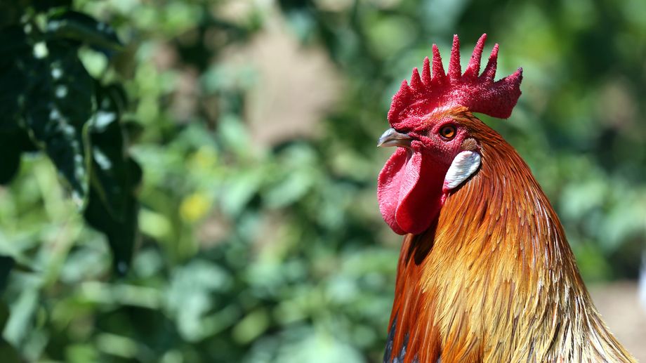 La propri�taire du coq d'Oursbelille devant le tribunal de Tarbes ce mardi