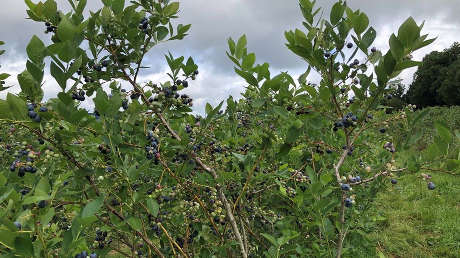 En Corrèze la récolte des myrtilles a commencé avec un mois d'avance