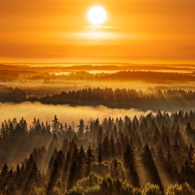 Soleil sur la forêt d'Aulanko, Hämeenlinna en Finlande.