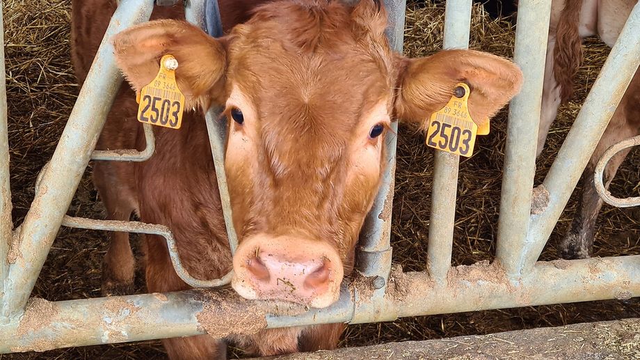 P�rimeuh quitte P�rigueux pour Sarlat qui pr�voit trois jours de mini salon de l'Agriculture