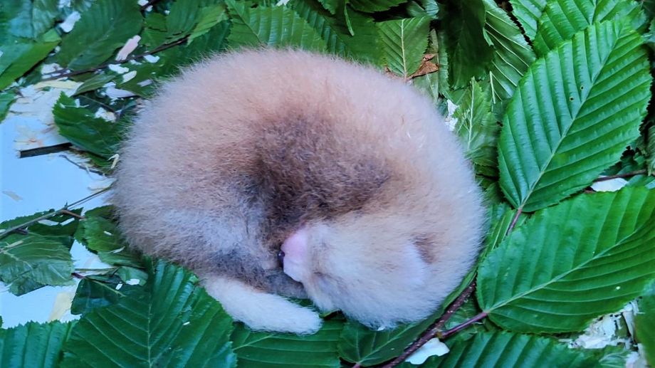 Un b�b� panda roux est n� au Parc de Cl�res