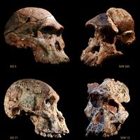 Crânes d'australopithèques, en haut à gauche, celui de "Mrs Ples" découverts dans les grottes de Sterkfontein, en Afrique du Sud.