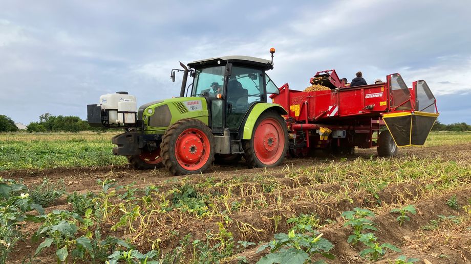 Les pommes de terre AOP de l'�le de R� sont arriv�es, avec pr�s d'un mois de retard 