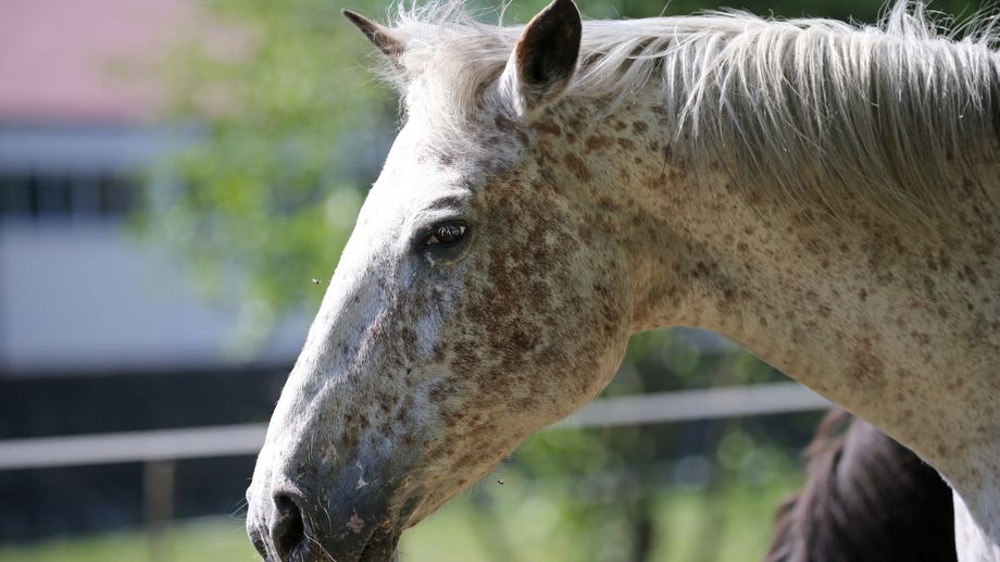 Des Sarthois sauvent un cheval tomb� dans leur piscine