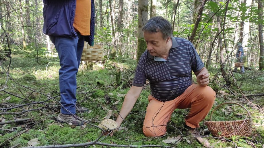 Les premiers c�pes et girolles cueillis en Dordogne. 