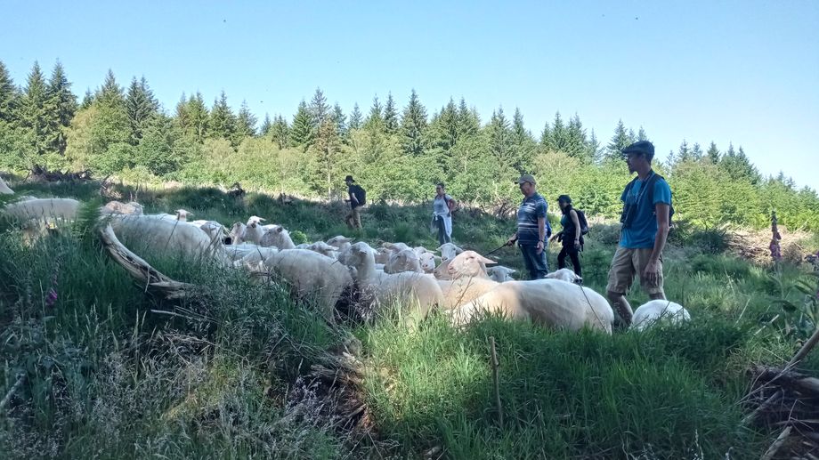 174 brebis et une trentaine de personnes présentes lors d'une transhumance en Creuse