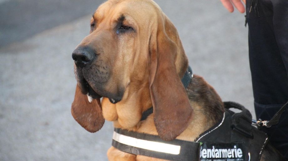 Bravo � Jupiter, Saint-Hubert des gendarmes du Gard, sauveur d?une femme disparue � Saint-Victor-des-Oules