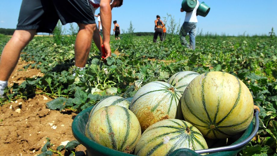 Fraude aux organismes sociaux : l'entreprise Terra Fecundis condamn�e � verser plus de 80 millions � l'Urssaf