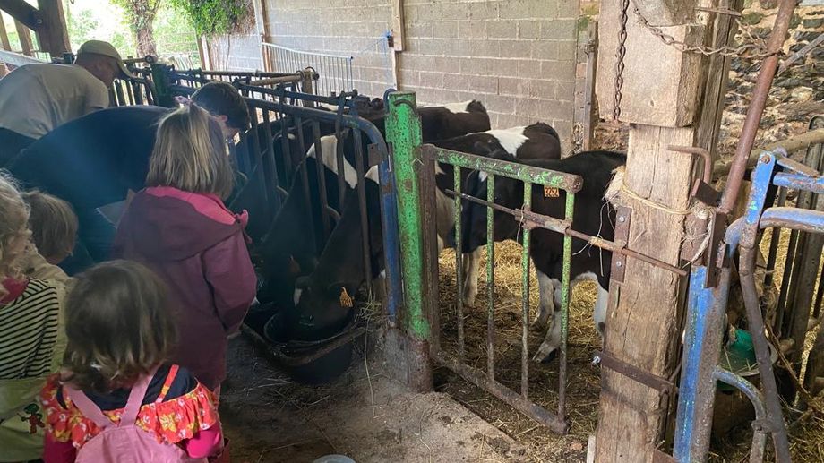 � Bazougers, des enfants font �cole, entour�s de vaches, de veaux et de cochons