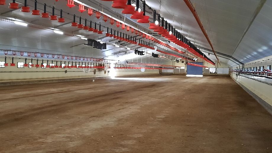 En Vend�e, certains �leveurs frapp�s par la grippe aviaire commencent � retrouver leurs volailles