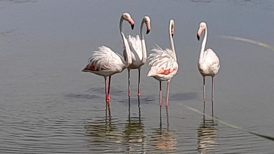 En Camargue, les flamants roses divorcent tous les ans mais ne recherchent pas de partenaires plus jeunes