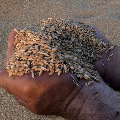 Un homme tient des grains de blé récoltés dans la région de Sidi Thabet, près de l'Ariana, au nord de la capitale Tunis, le 13 juin 2022.