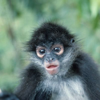 Le singe araignée d'un narcotrafiquant a été tué en même temps que lui