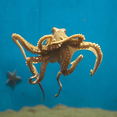 Poulpe nageant dans la mer