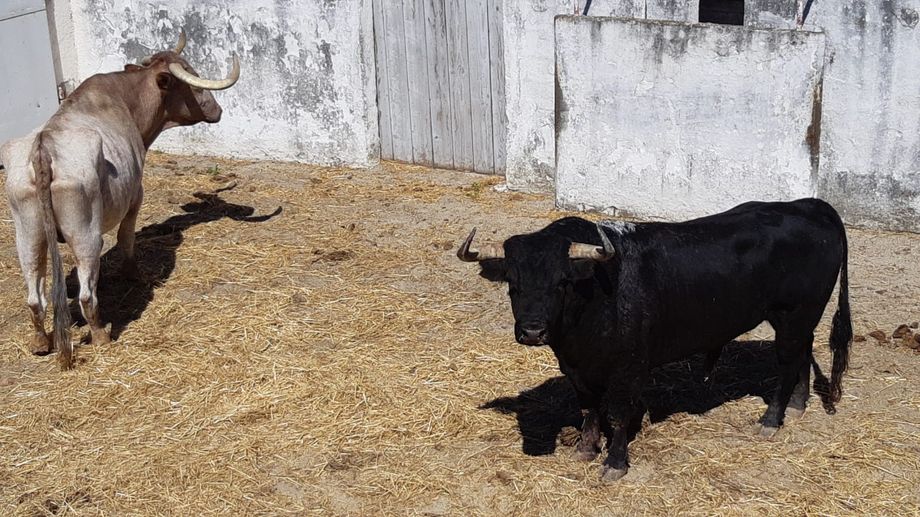 PHOTOS - Ennarolado, le toro graci� � N�mes, en route pour des jours heureux � Madrid