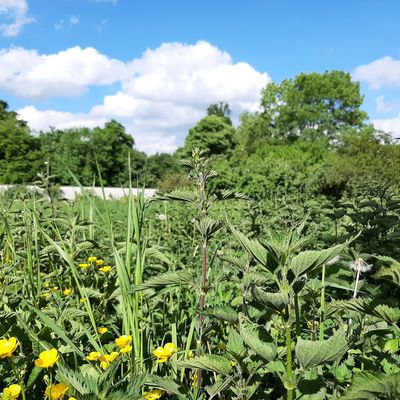 Les orties cultivées par Hugues d'Hautefeuille à Monsures, près d'Amiens