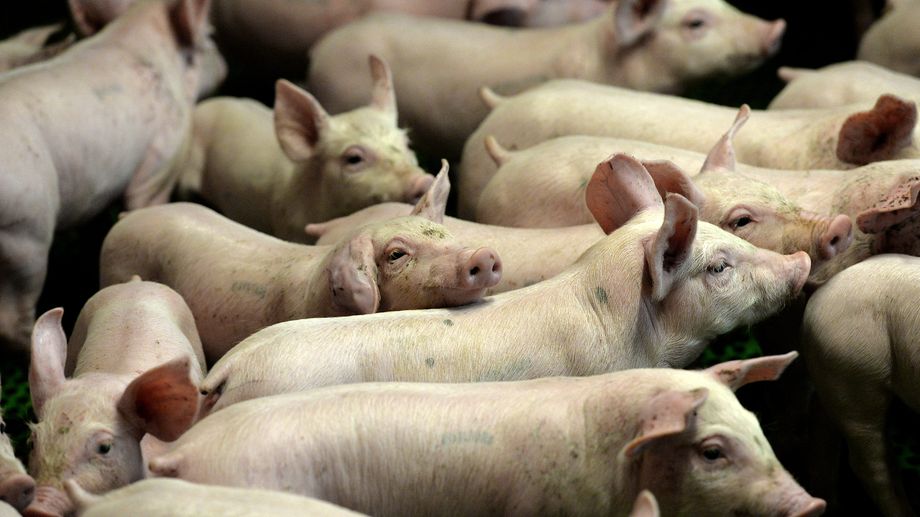 L'association PETA r�clame un m�morial apr�s la mort de 120 porcs dans un accident de la route 