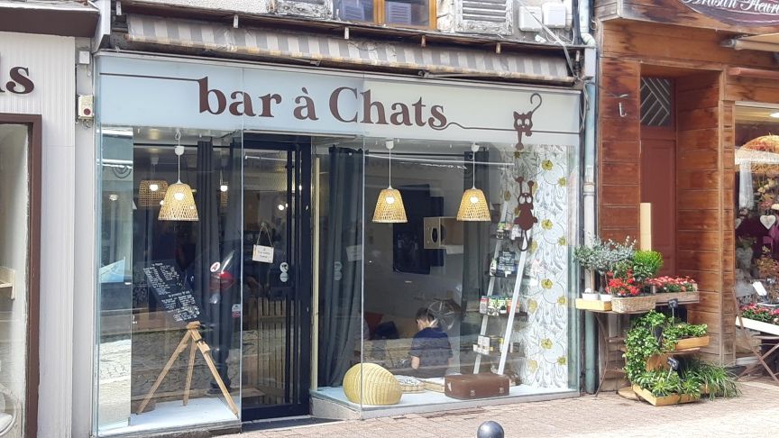 Bourges : un bar  chats vient d'ouvrir, rue d'Auron