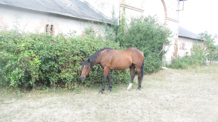 Ikchay, le cheval disparu  Ingrannes a t retrouv dcd