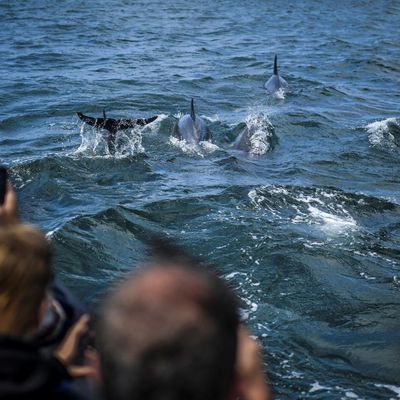 Des dauphins du fleuve Tage (Portugal).