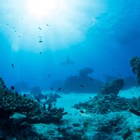 Des ONG et des scientifiques demandent un moratoire international pour bloquer tout projet d'extraction dans les fonds marins.