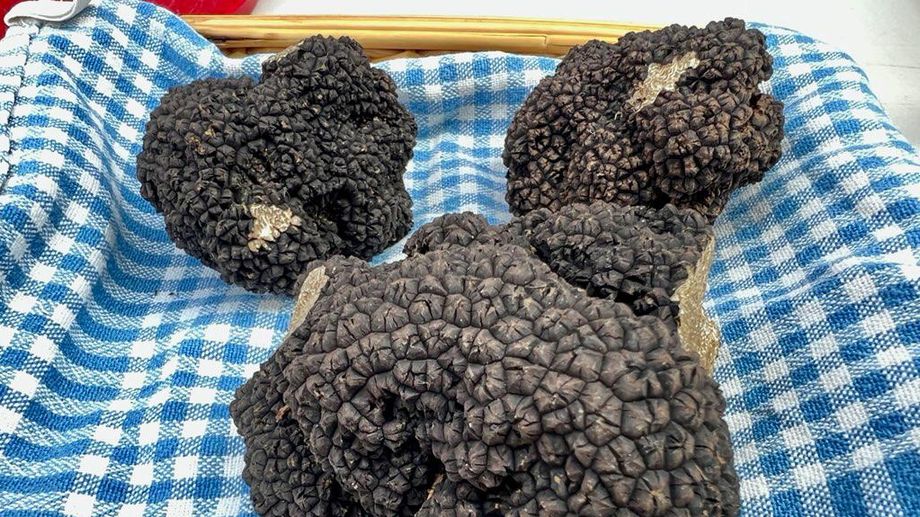 La truffe d'été vendue à un prix record pour le premier marché officiel de Dordogne
