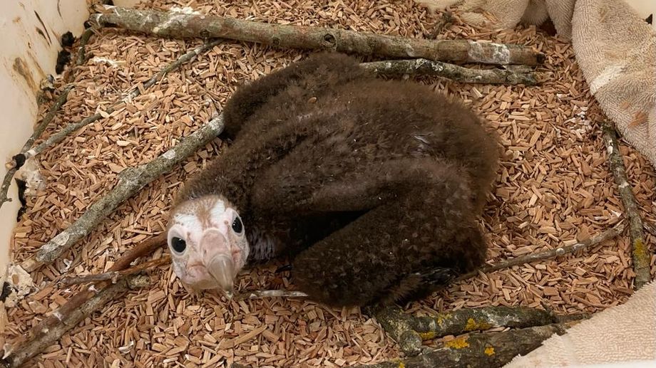 Dans les coulisses des naissances � la nurserie du Pal dans l?Allier