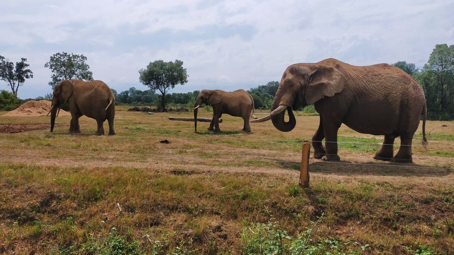 Port-Saint-P�re : deux nouveaux �l�phants � 