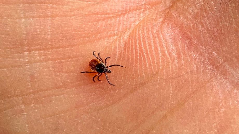 Avec la chaleur, les tiques sont de retour, et les maladies avec